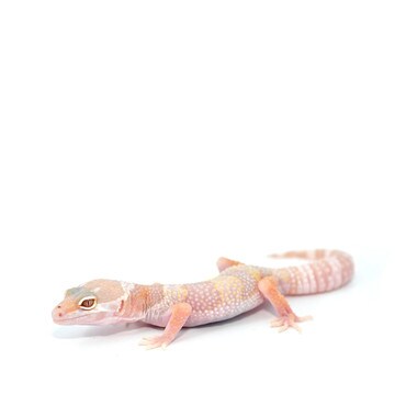 Baby Tremper Albino Mack Snow Leopard Gecko